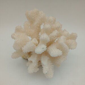 White Ocean Reef Cluster Coral – Cauliflower Shape – Approx. 4” x 5” x 6”